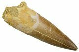 Fossil Plesiosaur (Zarafasaura) Tooth - Morocco #369748-1